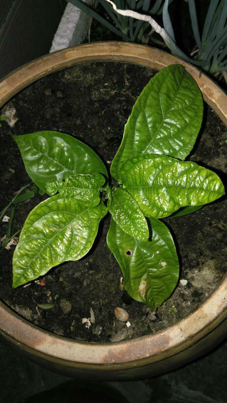 我的百香果叶子皱黄是怎么回事呀,请求高人指