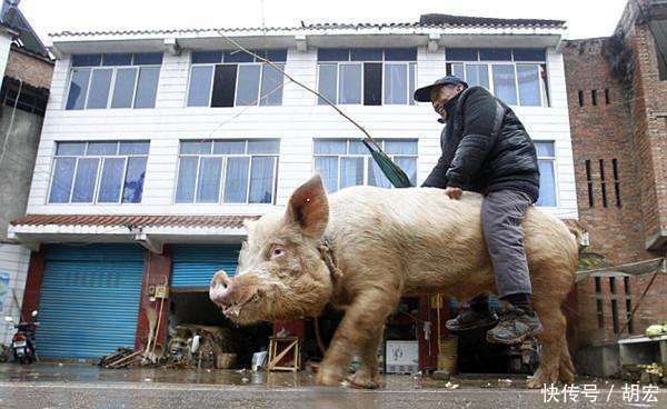 250公斤神猪背主人30年不疲惫, 老汉称骑它比乘汽车好百倍