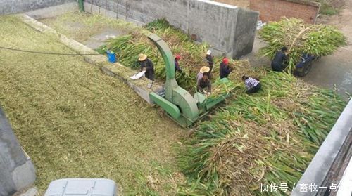 玉米秸秆饲料发酵喂猪牛羊适口性好,营养丰富
