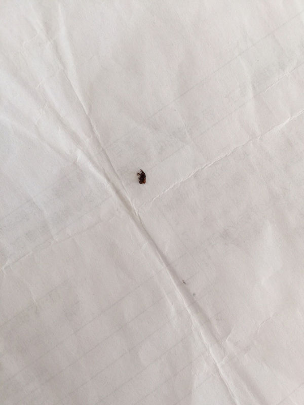 这是小蟑螂崽或幼年蟑螂吗_360问答