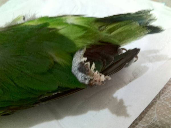 我家的棕头牡丹鹦鹉突然死亡,这是怎么回事儿? 今天早上还是好好的,中午看见他死了。喙缺了一点,脚也_360问答