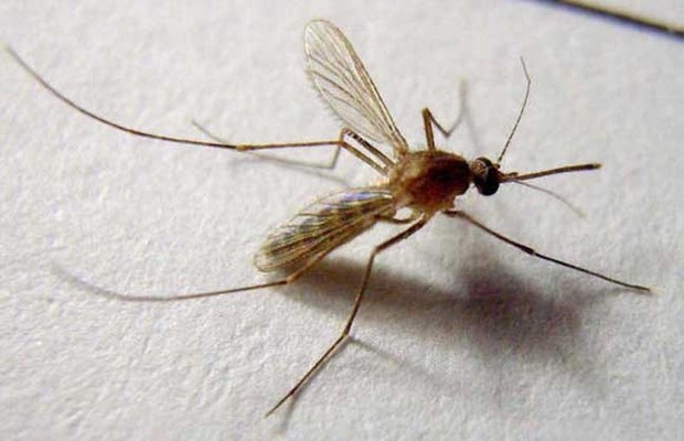 蚊子如何过冬?_360问答