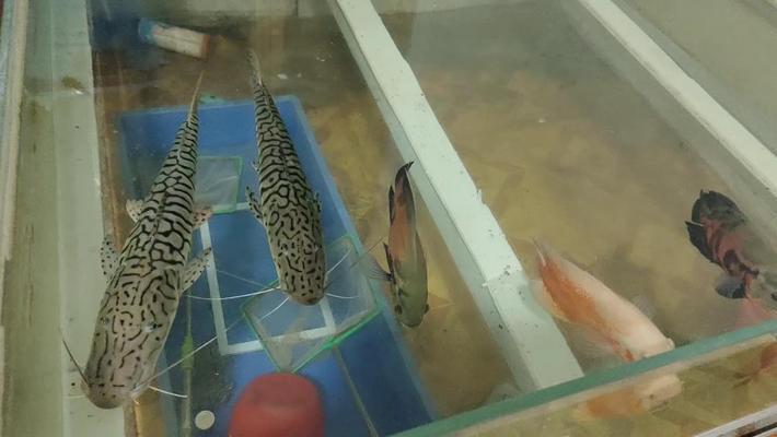 溫縣俏俏水族館（溫縣俏哥餐飲 全國水族館企業(yè)名錄