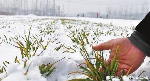 小麦有无收成得看天,今年是暖冬还是冷冬?