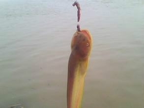 鲶鱼怎么杀才干净_360问答