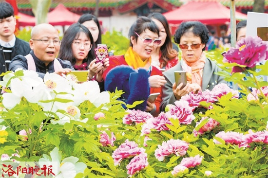 洛阳牡丹文化节期间 公园里可夜赏牡丹