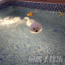 【gif】盘点那些游泳界的小萌(chun)狗!