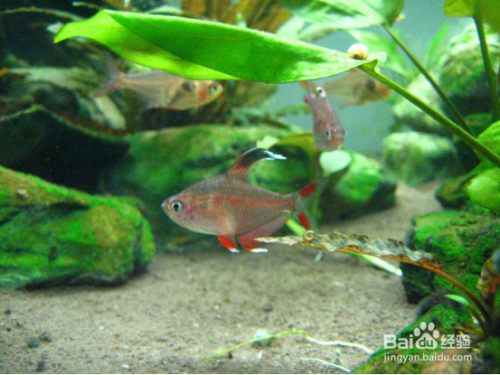 晉城水族館嚕啦啦終于搶到一條