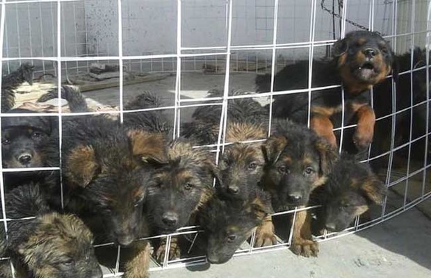 肉狗养殖加盟是骗局吗?_360问答