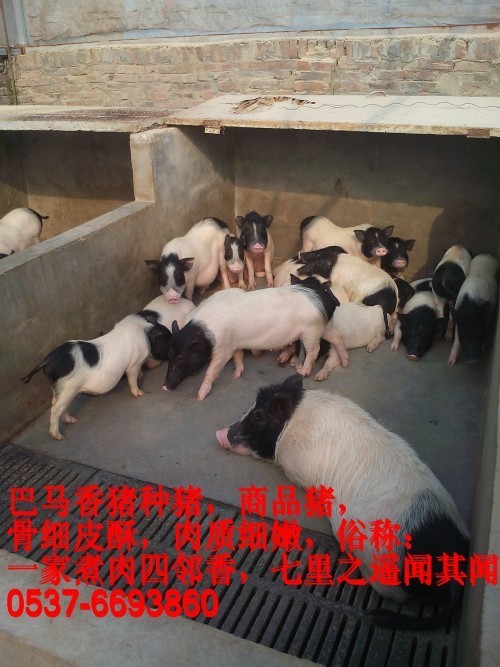 【香猪养殖前景,视频】