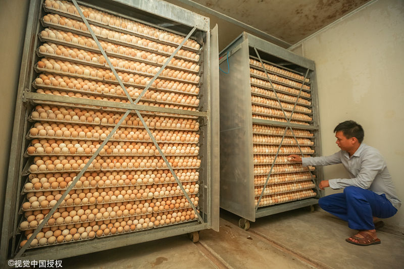 被动下岗不如主动创业,他卖土鸡蛋年销售额达