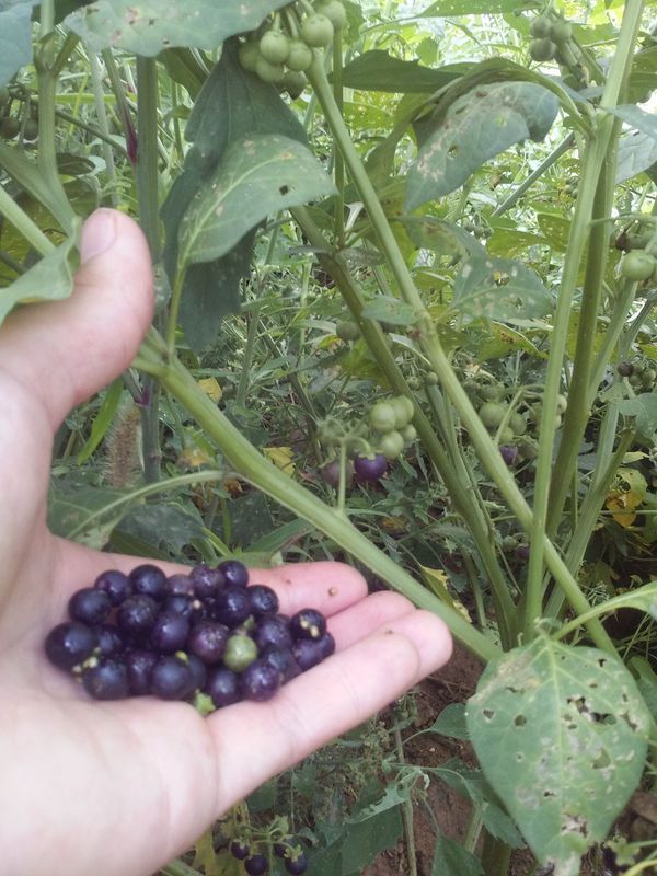 这是什么植物,叫啥名字,我们这里都叫狗奶果实