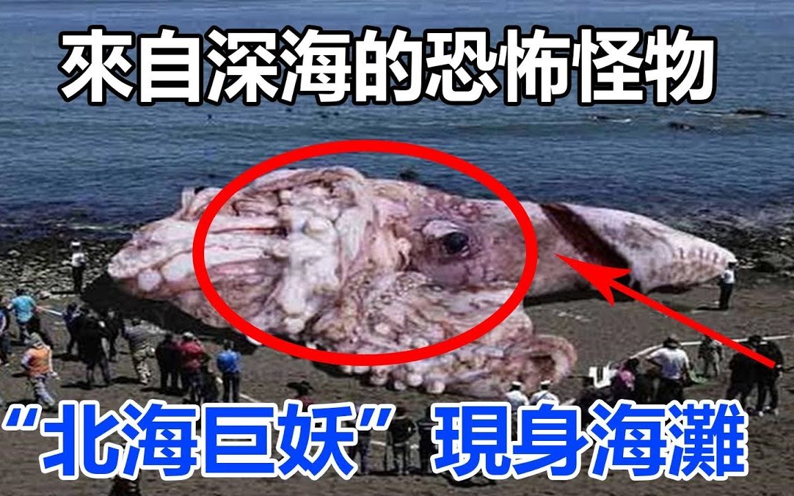来自深海的恐怖怪物,"北海巨妖"现身海滩,录像带记录了真识面目