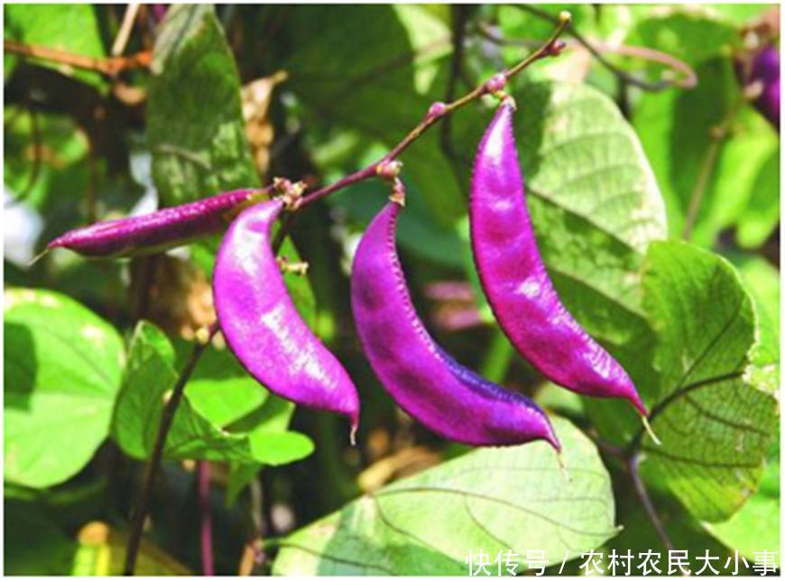 农村冬季必备的一道菜,只要3颗种子,足够3个月的吃食