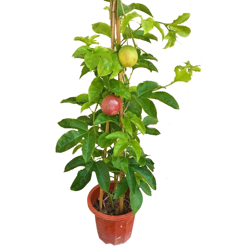 农林专家建议你院子里多种迷你果树,树小果实