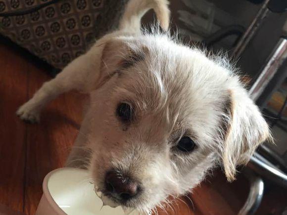 小白狗掉毛被主人丢到车外,跟了一路看哭路人