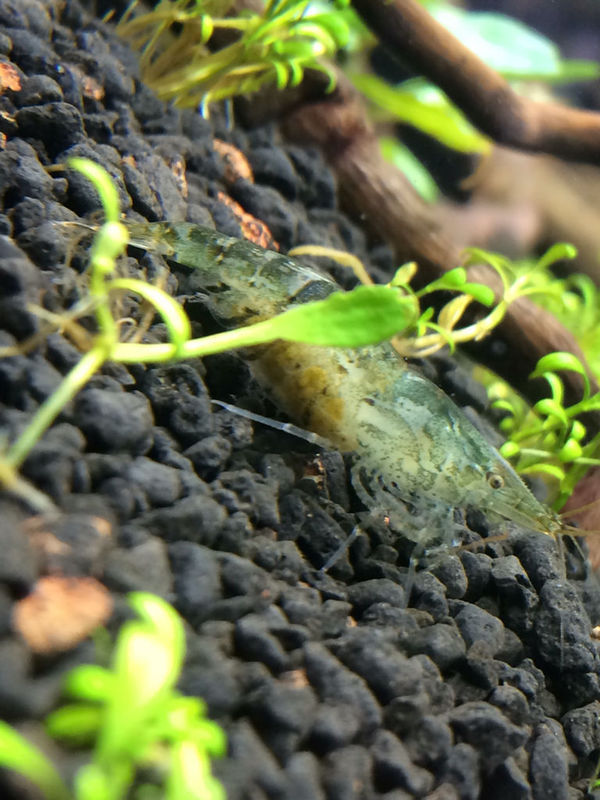 虾腹下的黄色的东西是什么?_360问答