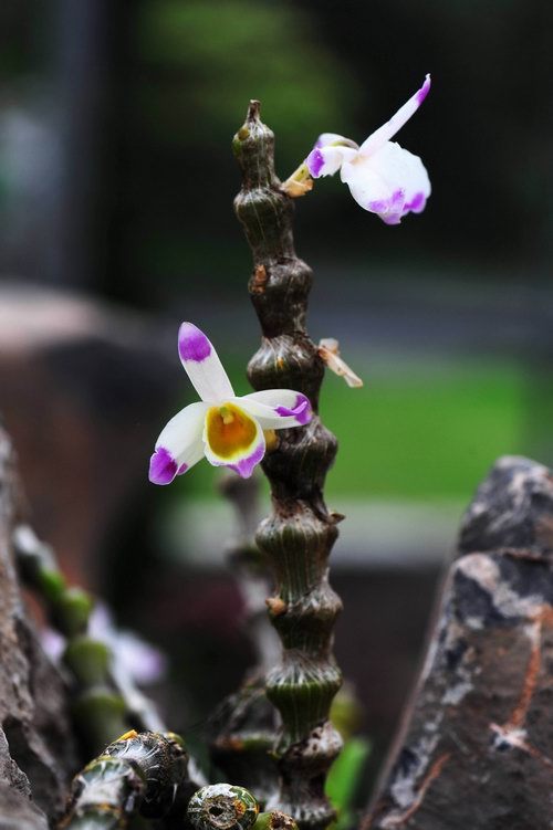 肿节石斛