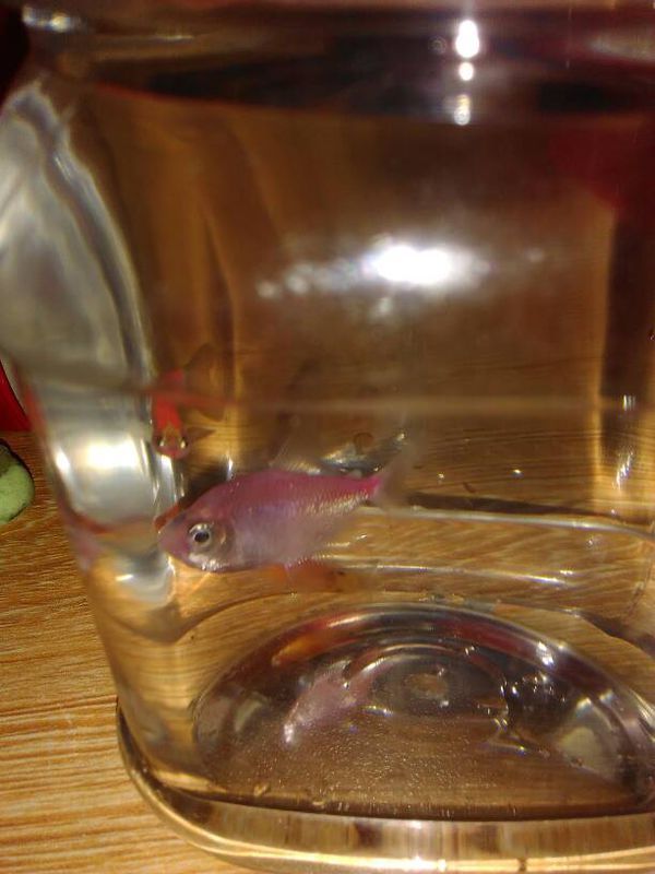 那条粉色的鱼为什么老在鱼缸下面游,它一直都