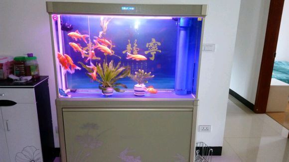 鑫晟觀賞魚 廣州水族器材濾材批發(fā)市場