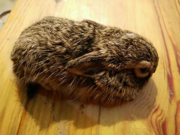 山上抓到一只老鼠那么大的野兔,买了兔子代乳