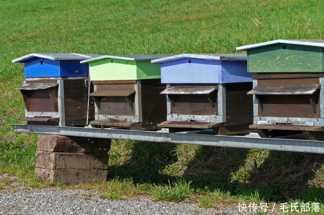 蜜蜂养殖技术|养蜂蜂群加脾及饲料