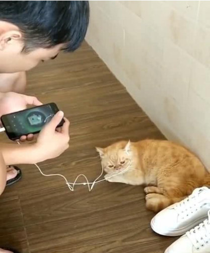 主人给猫咪戴耳机听音乐,把声音调到最大,橘猫