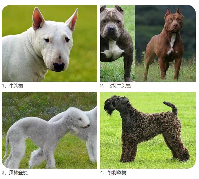 宁波人注意了!这28种烈性犬禁止饲养