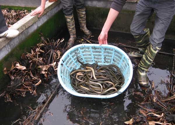 黄鳝养殖成本和利润_360问答