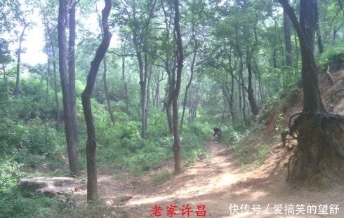 怪了,襄城的他,为什么能听懂鸟语?