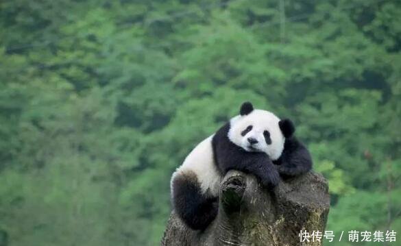 王思聪为博红颜一笑, 养了只大熊猫送女友, 网友