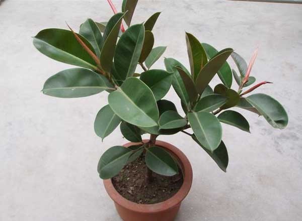 橡皮树的繁殖方法_360问答