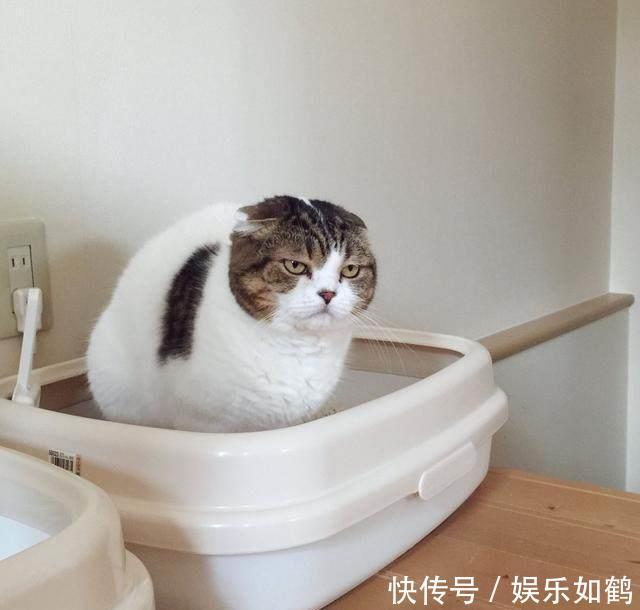 下班回家,发现家里猫正在便便,只是这眼神,太逗