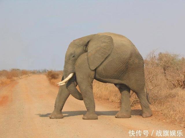 当动物没有了脖子,长颈鹿、大象、河马北极熊