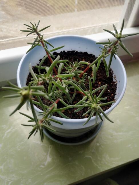 仙人掌旁边长了颗小植物,刚开始很小一点,后来