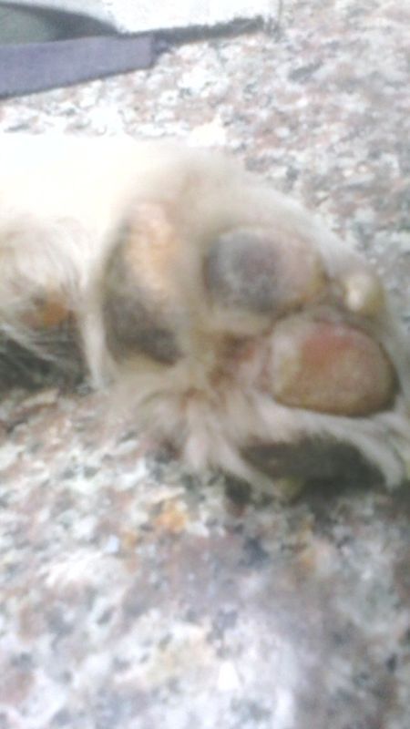 狗狗精神不好,食欲不振,鼻子干燥,眼睛有血丝,特