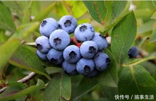 盒装蓝莓可以不洗直接吃吗?_【快资讯】