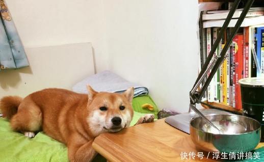 搞笑图片哈士奇完全表情一个行走1的就是馆长坐沙发金表情包图片