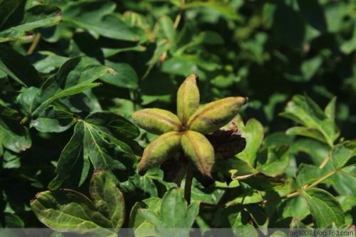 这是什么植物?果实像海星_360问答