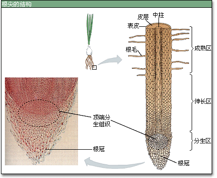 20种石斛属植物根解剖结构特征与种间分类研究_侯晓强