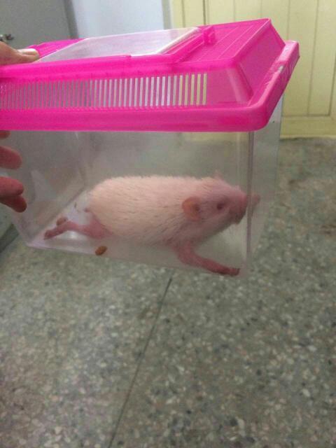 小刺猬不吃听听:不不吃不喝,怎么办西,手脚发红