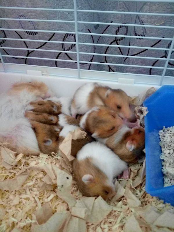 金丝熊太早分笼会死吗_360问答