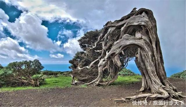 世界各地最奇怪的树在中国,被称为生命的奇迹