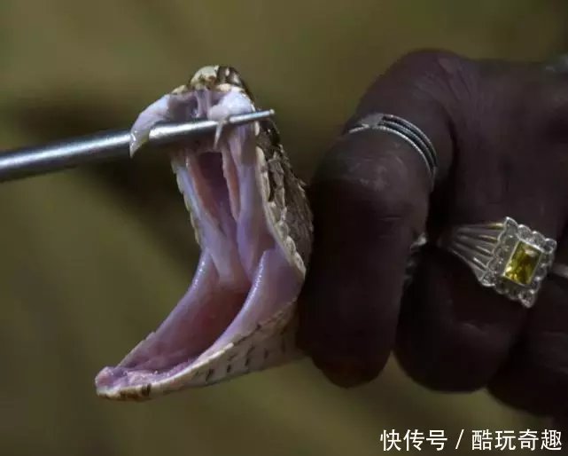 印度眼镜蛇每天的生活现状,每天被灌白酒,每2个月就要