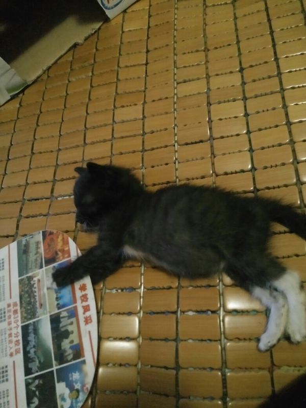 2个月幼猫肚子鼓鼓的,还挺硬硬的,怎么回事啊