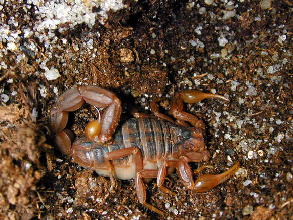 世界上最毒的蝎子排名,世界十大最毒蝎子