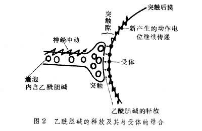 细胞膜受体