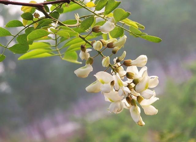 槐花季,这种红槐花能吃吗?