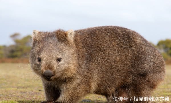 为什么袋熊的便便是方块状的