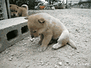 搞笑gif:我美的不要不要的,丑的只剩脸了!